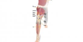 Бережем колени: включаем в работу правильные мышцы