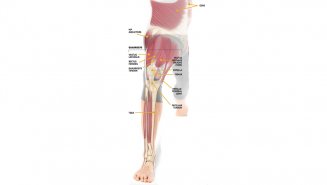 Бережем колени: включаем в работу правильные мышцы